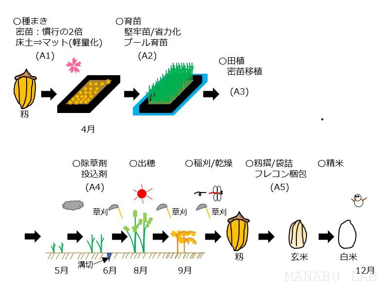 おこめができるまで