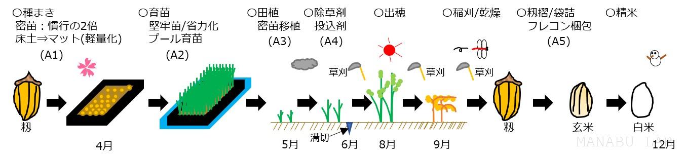 お米ができるまで