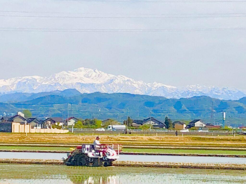 田植え